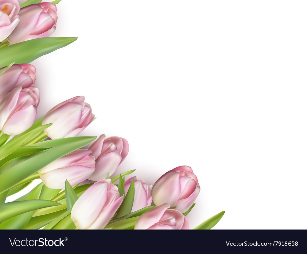 Pink tulips on white eps 10 Royalty Free Vector Image