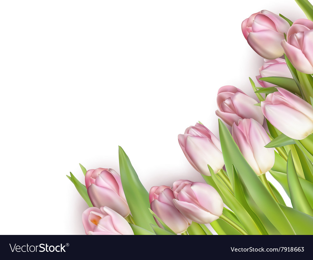 Tulips Isolated On White Eps 10 Royalty Free Vector Image