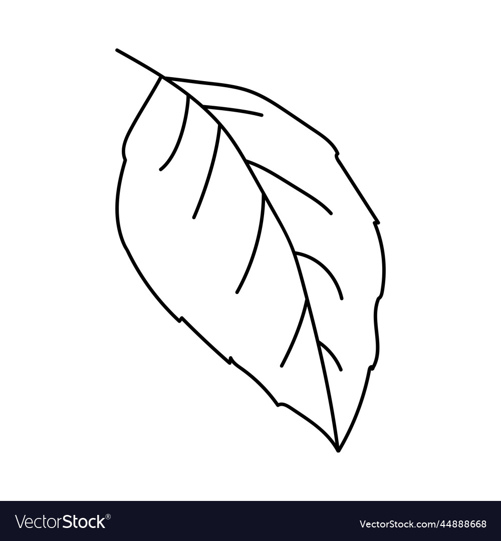 Birch leaf doodle Royalty Free Vector Image - VectorStock