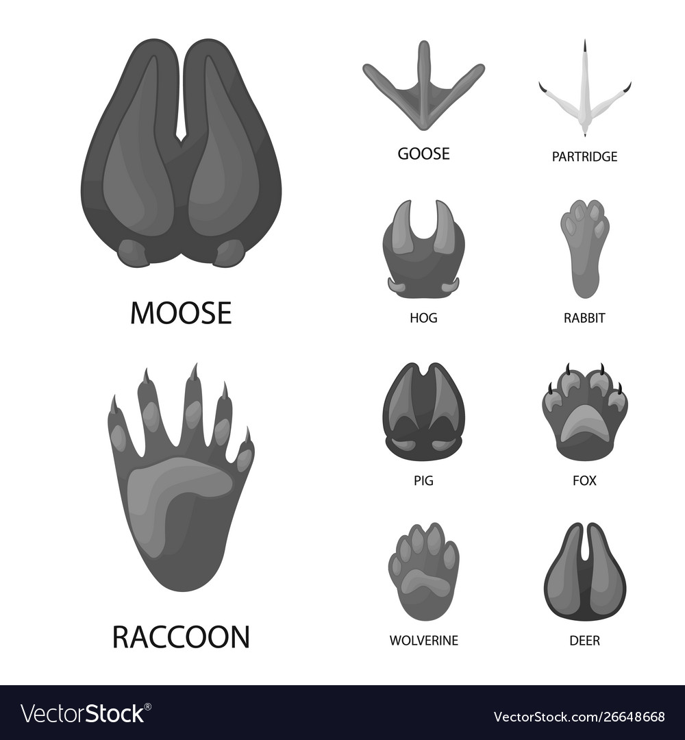 Wildlife Icon Set - Tiere & Fußabdrücke