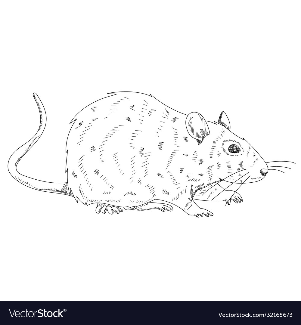 Rat mouse sketch with lines