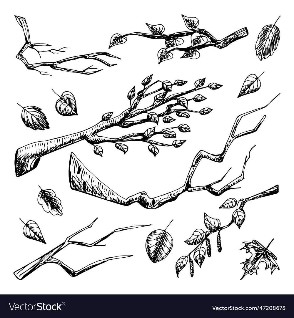Set of tree branches sketch branch with leaves Vector Image Set of tree branches sketch branch with leaves