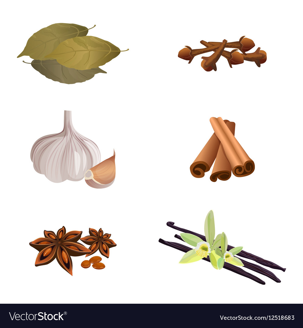 Garlic cinnamon sticks dried cloves bay leaves Vector Image