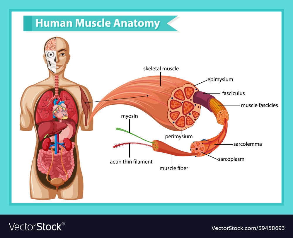 Human muscle anatomy with body anatomy vector image Human muscle anatomy with body anatomy