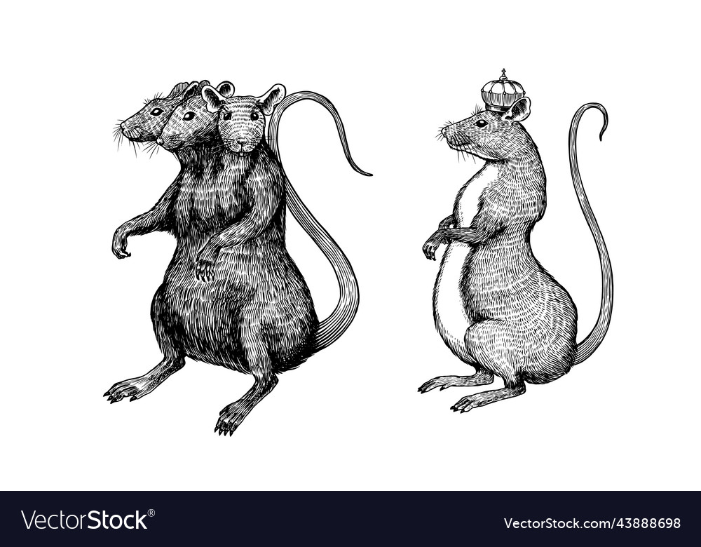 Rat king  Rats, Animals, Rat king