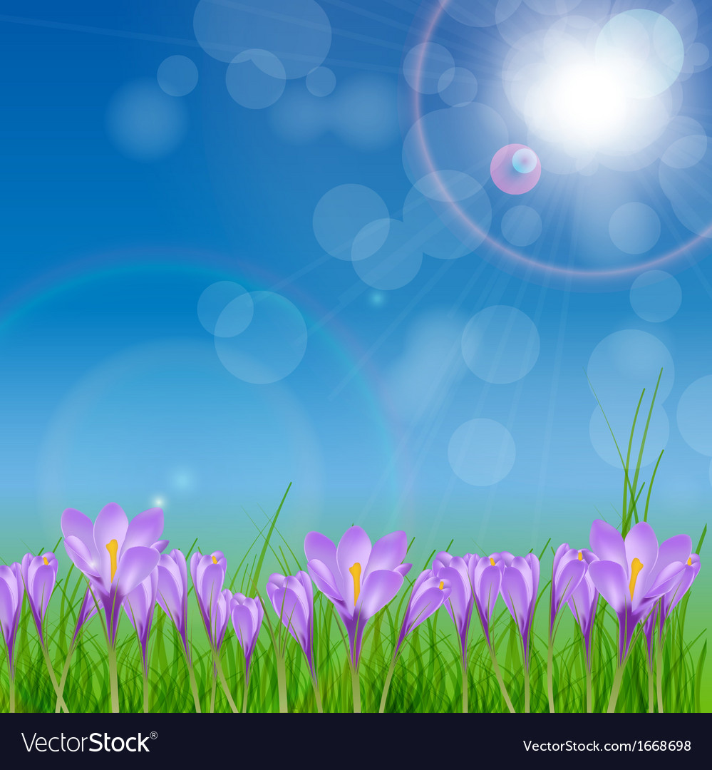 Spring Crocuses Meadow Background
