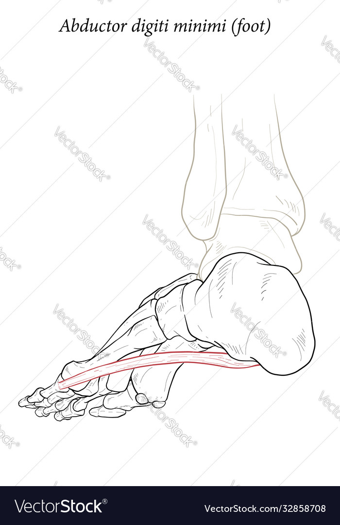 Abductor digiti minimi muscle foot