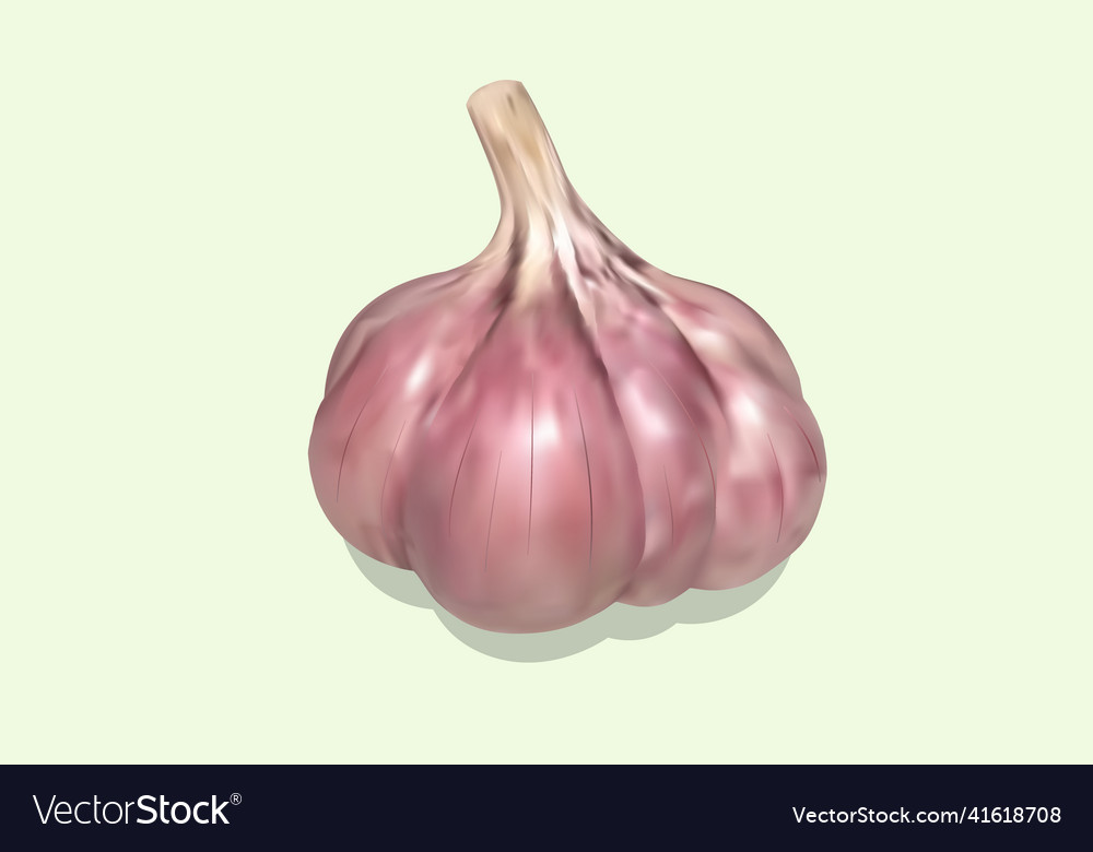 Garlic icon gradient mesh realistic vector image Garlic icon gradient mesh realistic