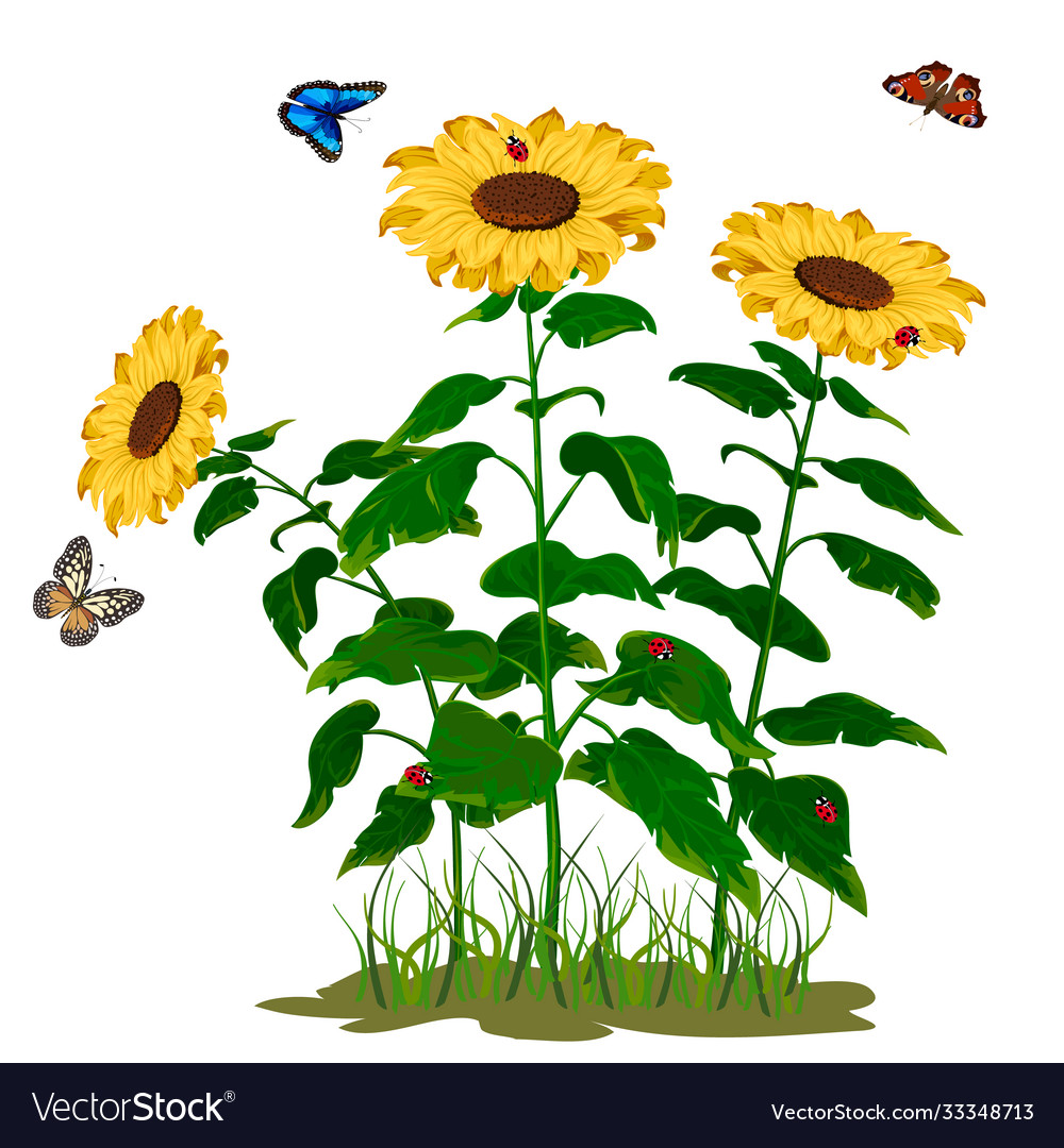 Colorful Sunflower Bouquet