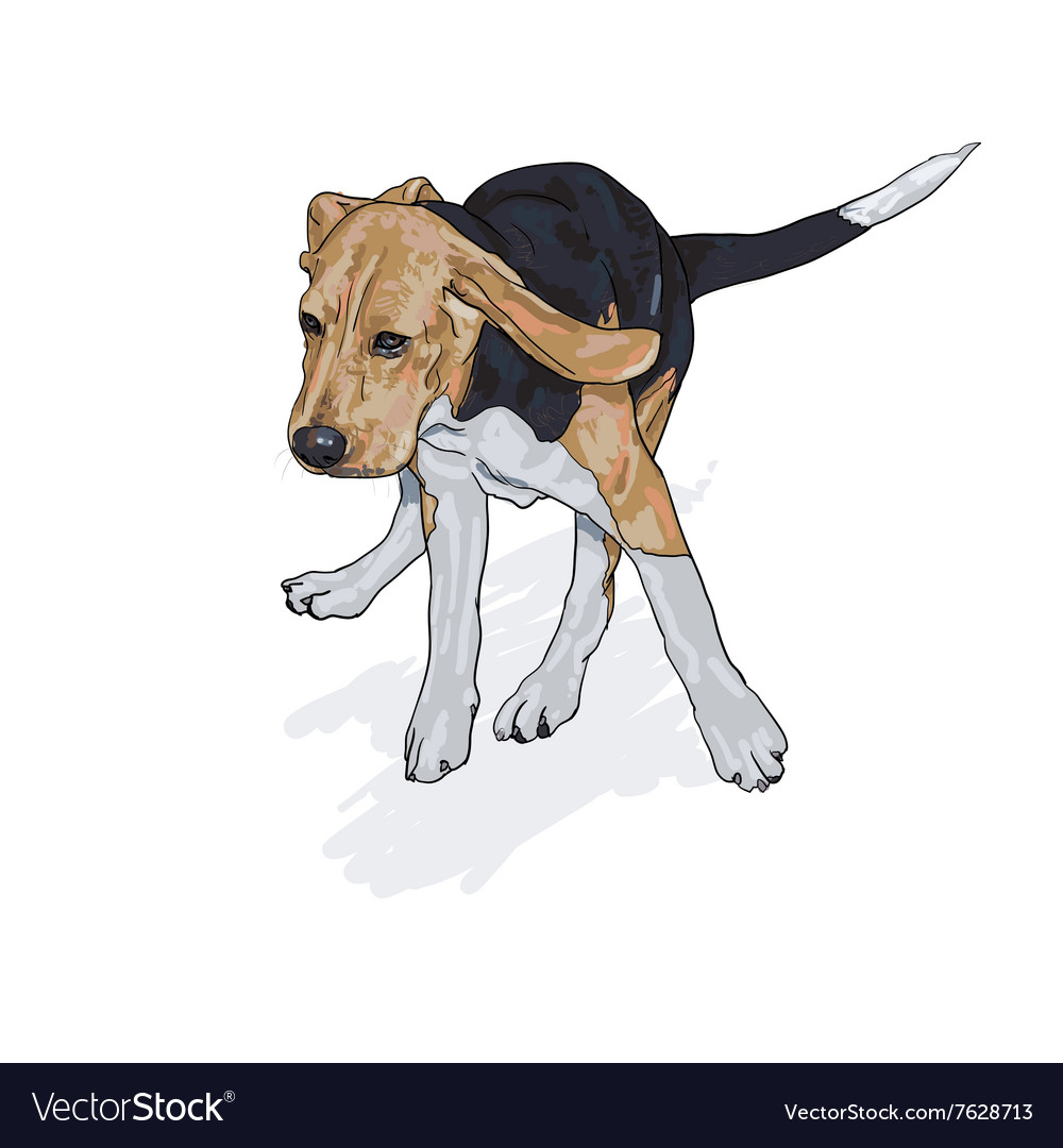 Drawing of running beagle with shadow on white