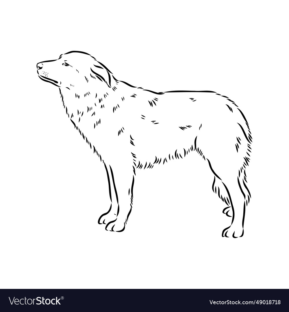 Aidi Dog Sketch Outline Pencil Drawing Artwork Vector Image