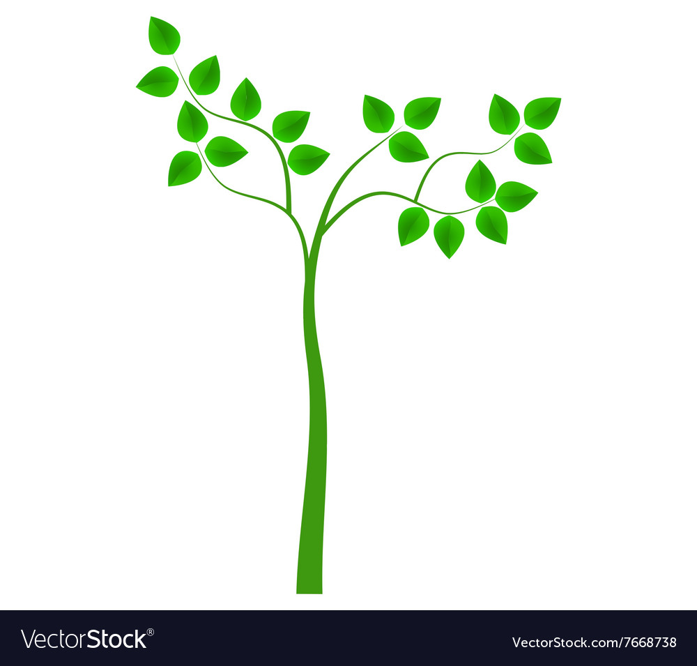 Tree on white background