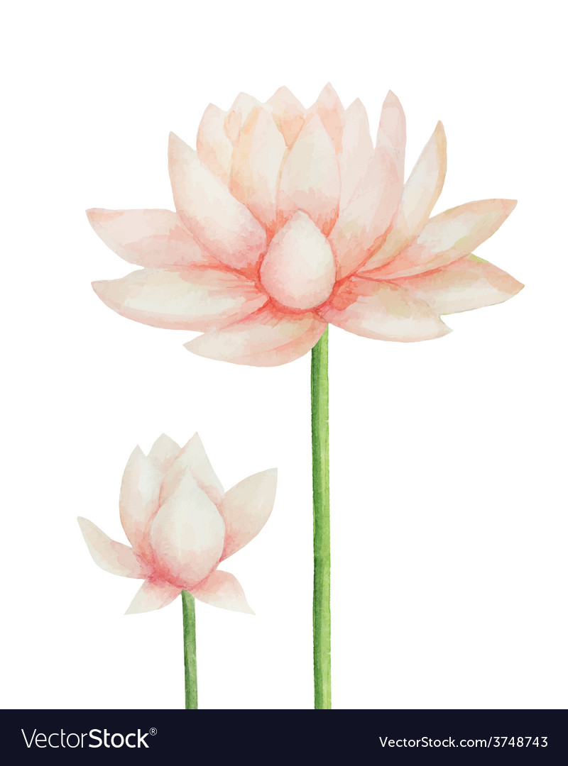 Watercolor pink lotus flower isolated Royalty Free Vector