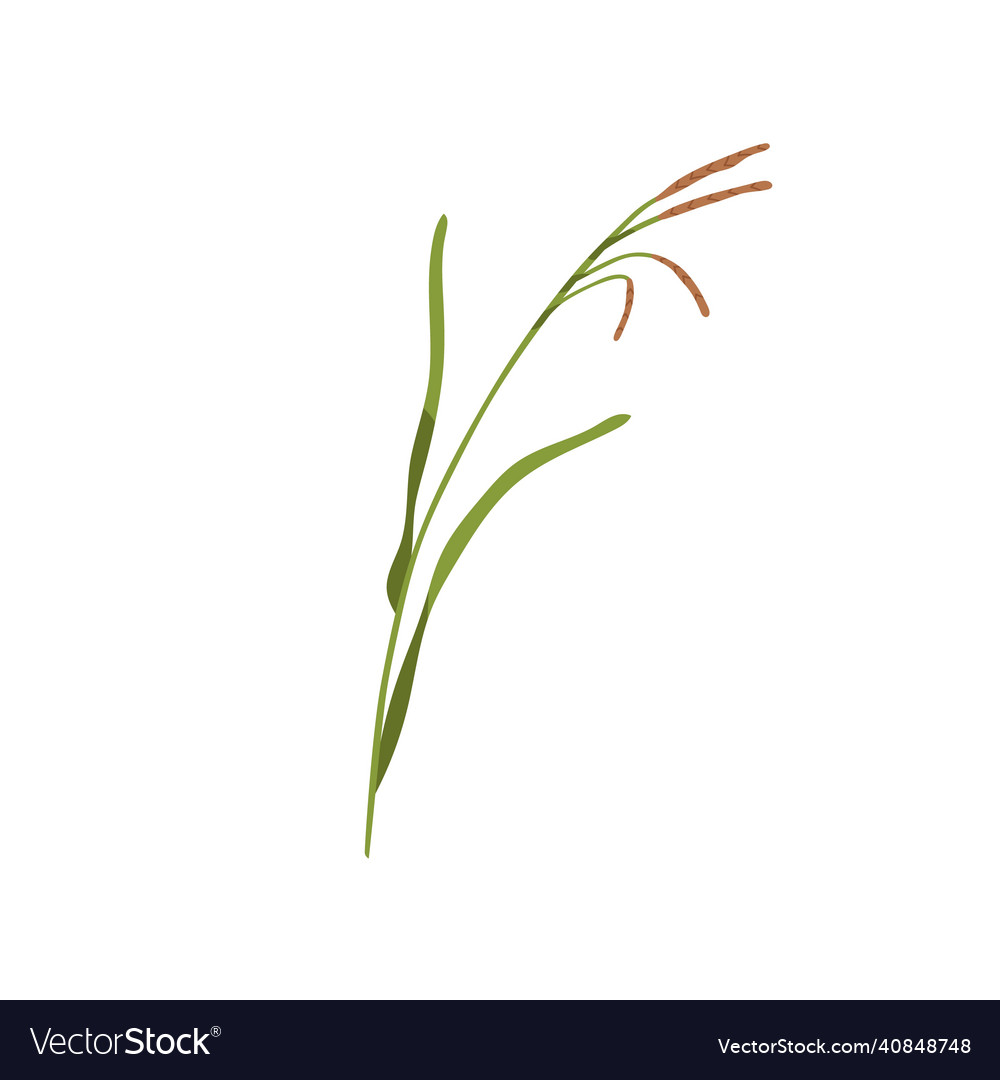 Brome grass bromus inermis botanical drawing