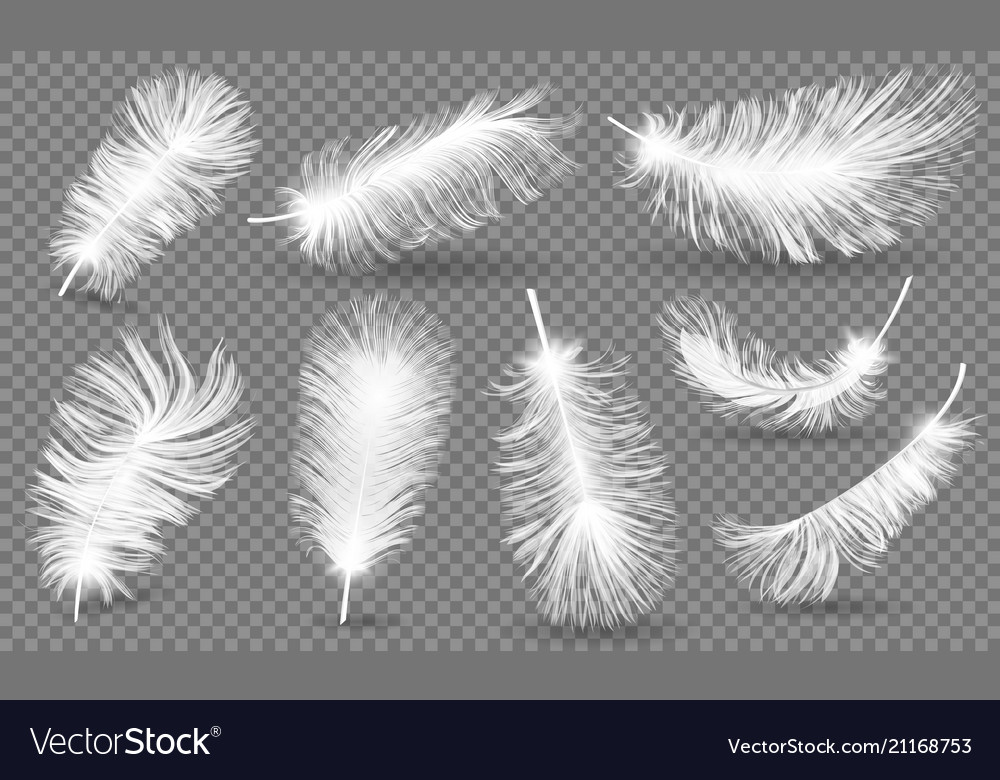 Realistic fluffy feathers falling twirled plumage Vector Image