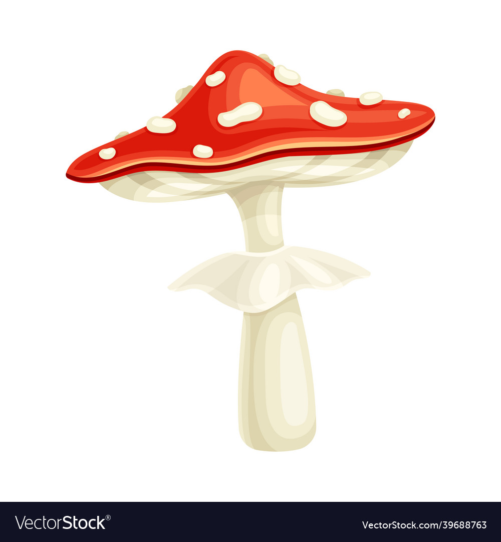 Cute amanita mushroom with red spotted cap Vector Image