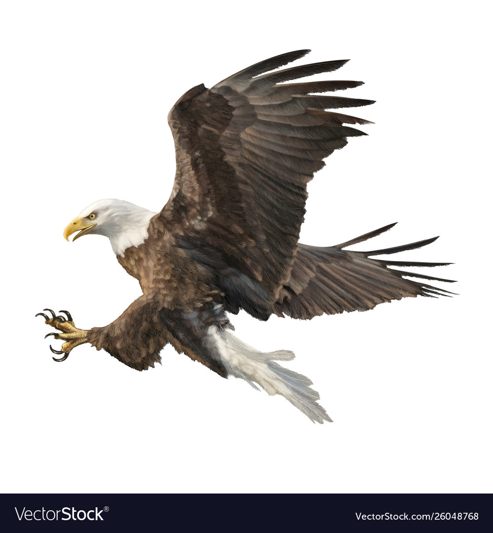 Bald eagle attack Royalty Free Vector Image - VectorStock