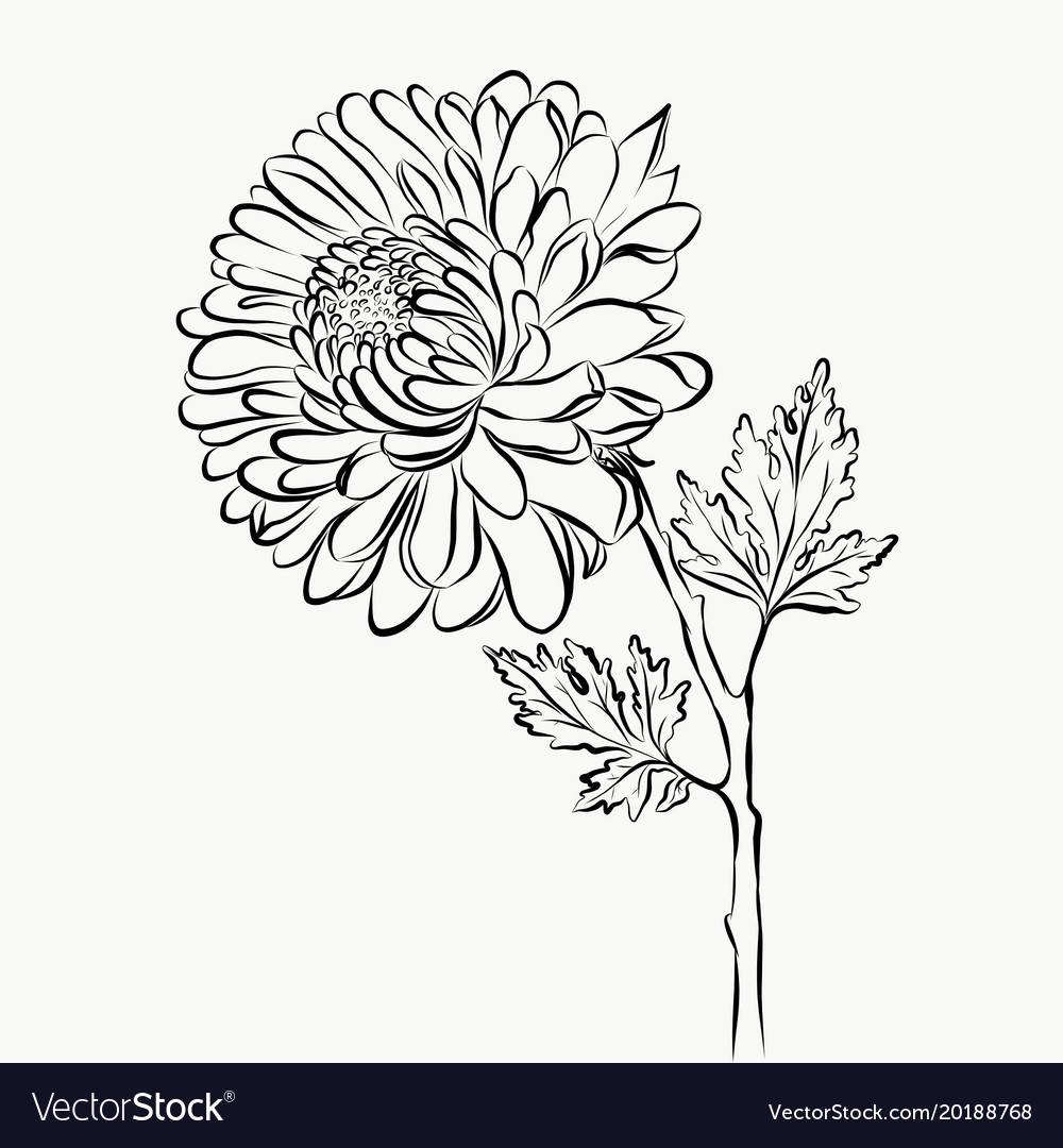 Lovely isolated big flower sketch grafical paint Vector Image