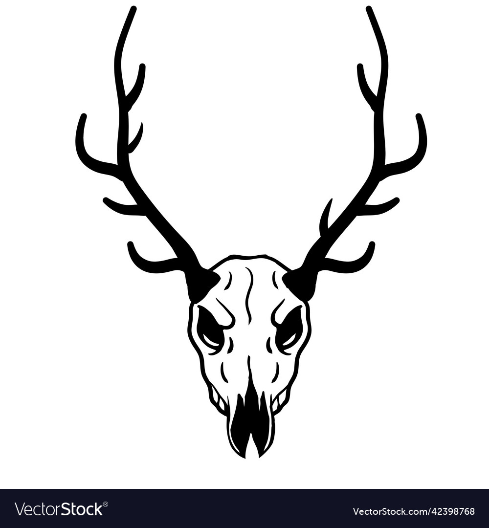 Skull of deer hunting trophy with horns Royalty Free Vector