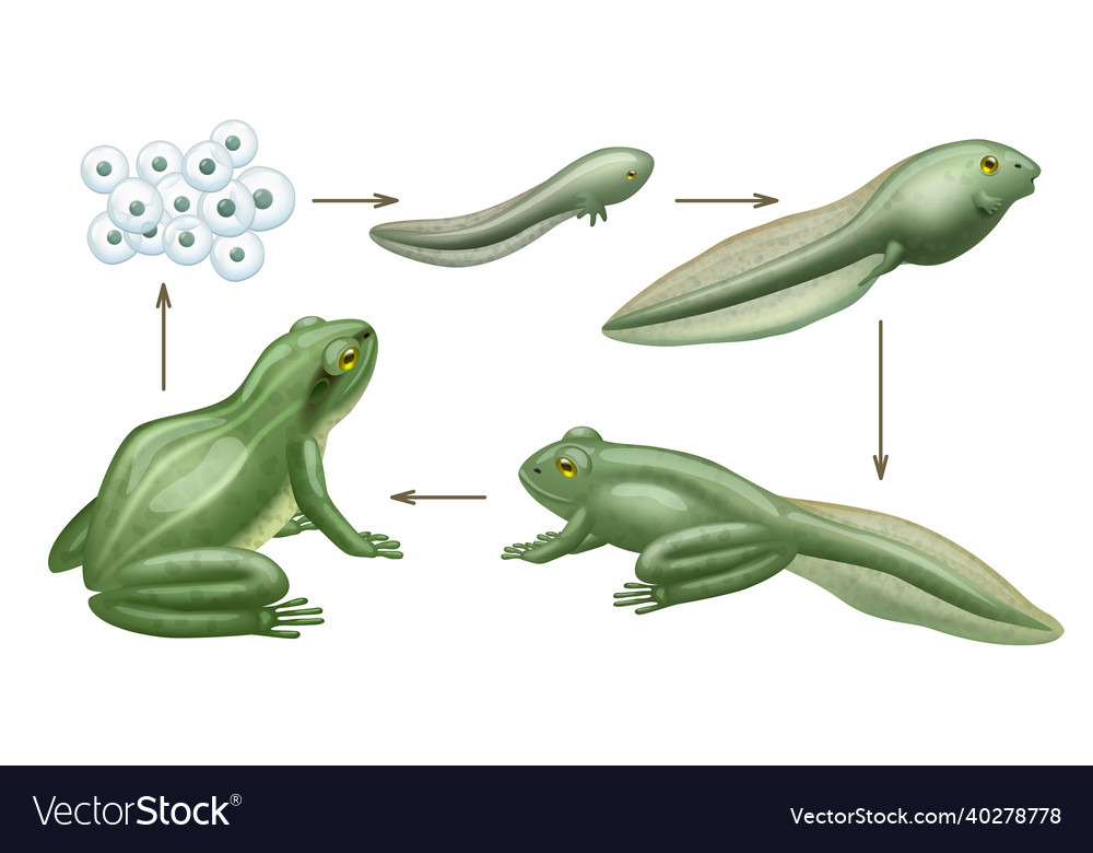 Frog cycle life water animals growth evolution Vector Image