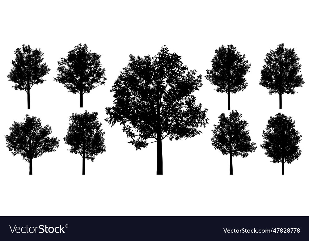 Silhouettes of beautiful ash trees set Royalty Free Vector