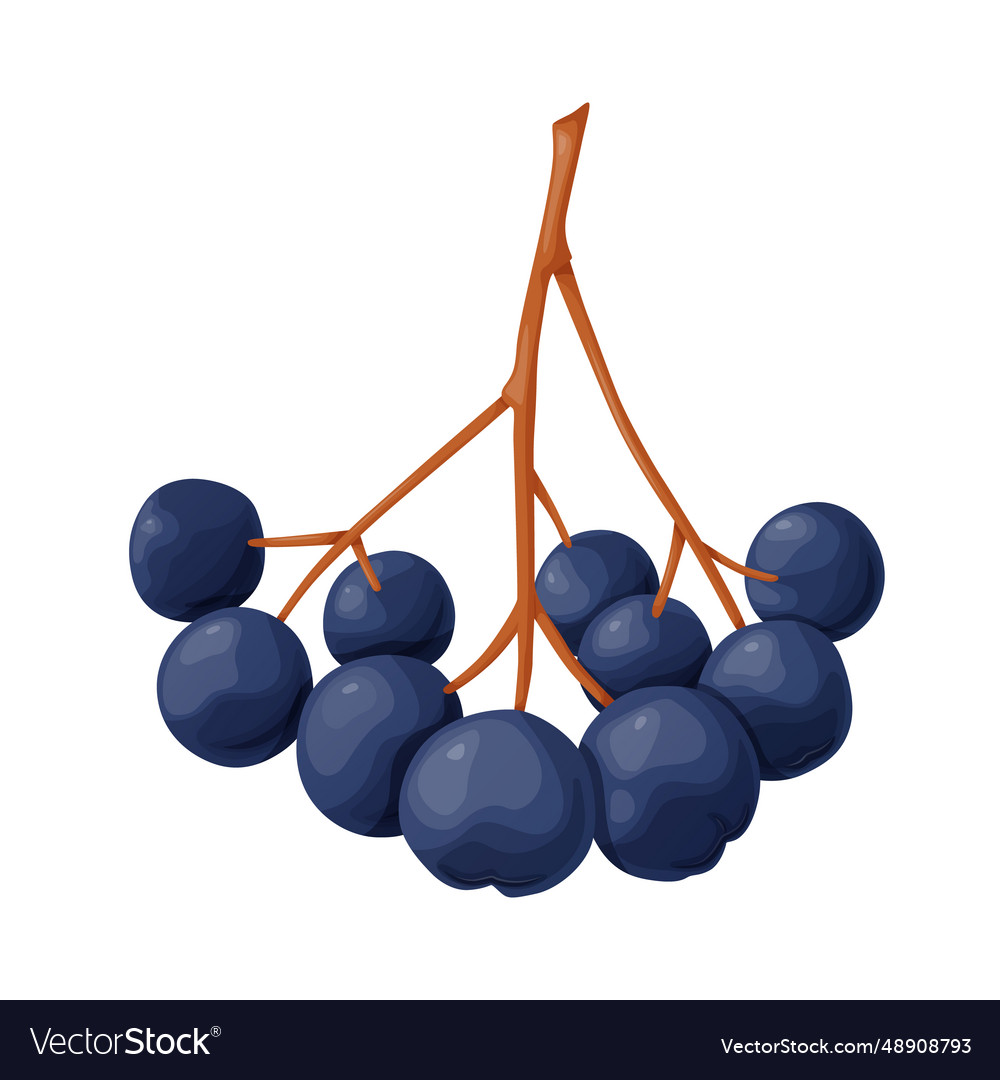 Blue chokeberry berry in cartoon style plant food