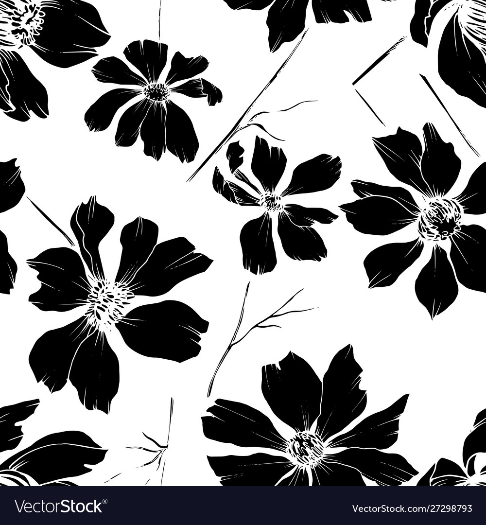 Cosmos floral botanical flowers black