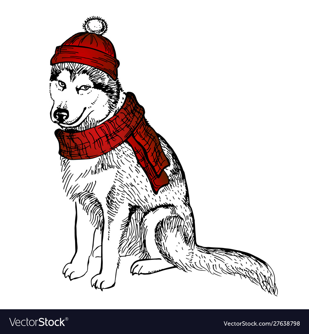 Huskys dog in a knitted red hat with pompon