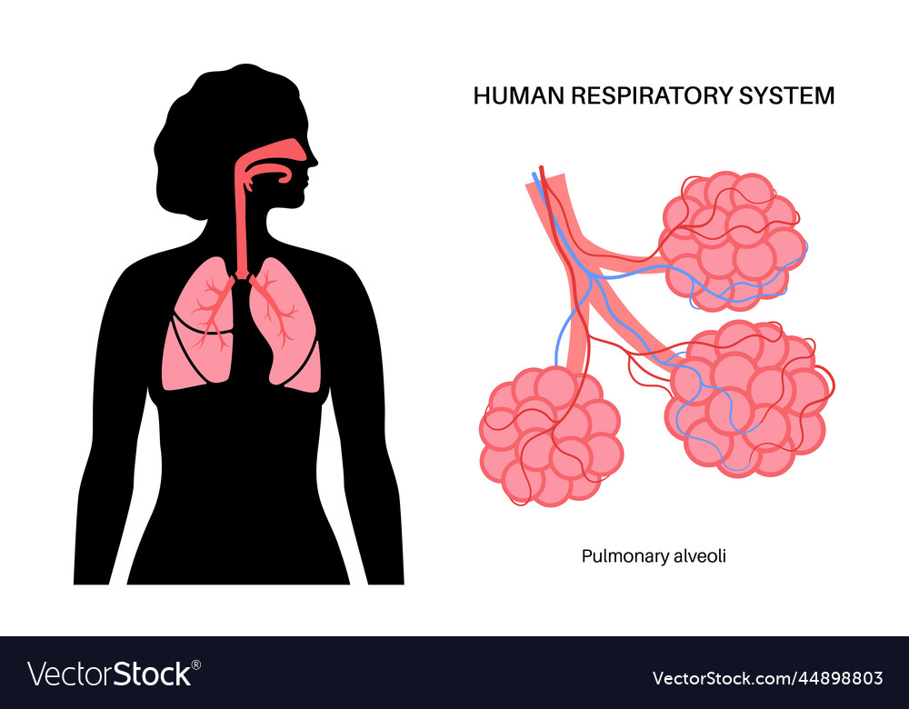 Human Respiratory System Royalty Free Vector Image