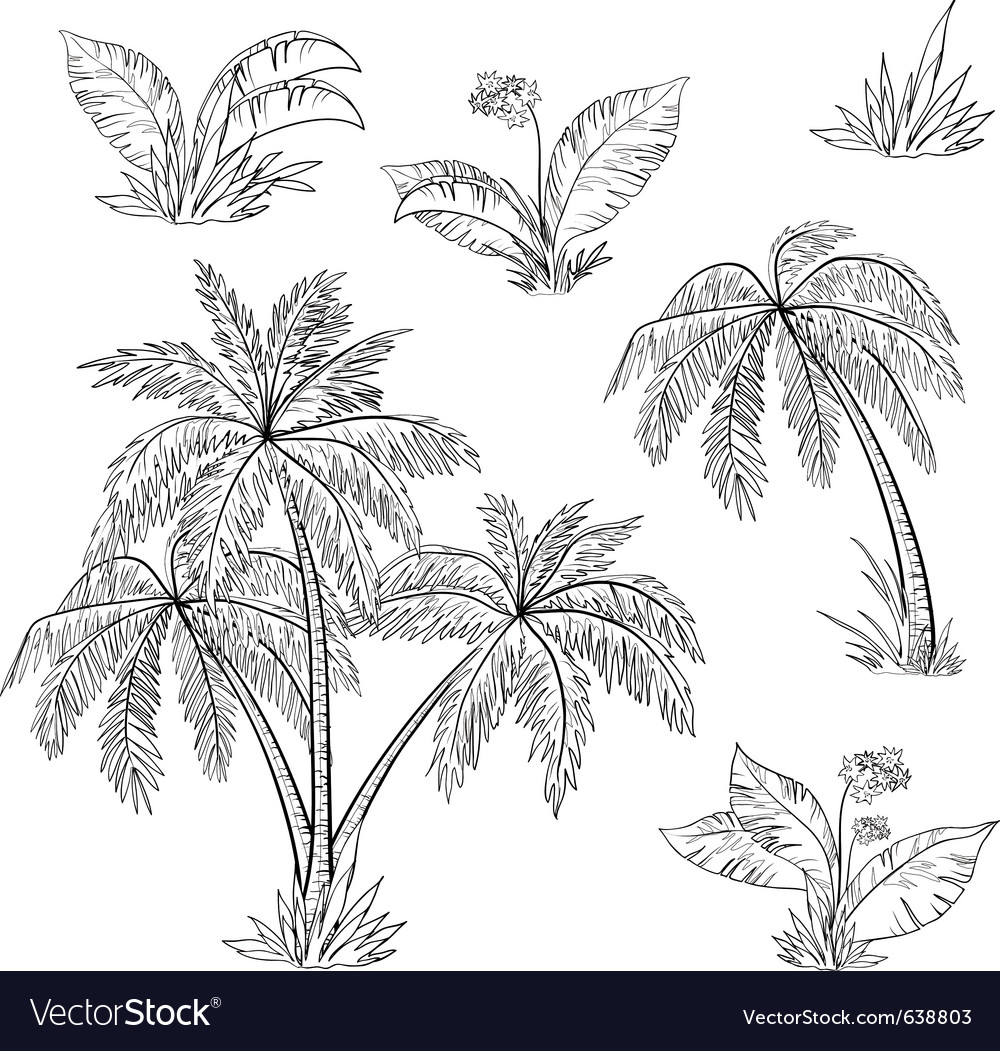 Palm trees flowers Royalty Free Vector Image - VectorStock