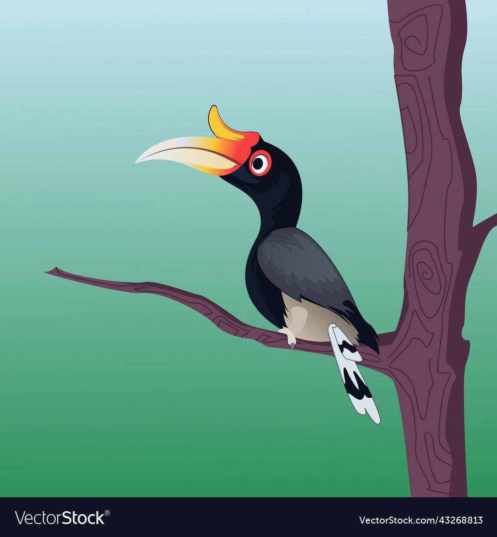 Hornbill bird Royalty Free Vector Image - VectorStock