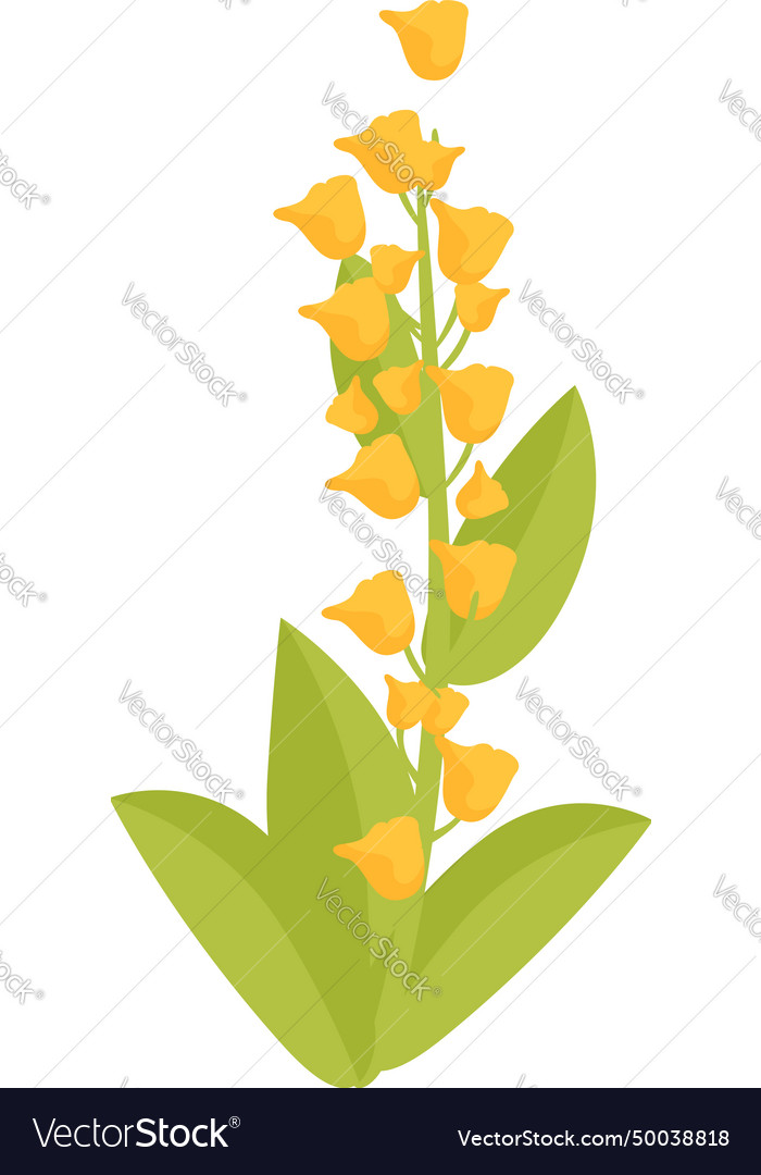 Myanmar flower plant icon cartoon festival Vector Image