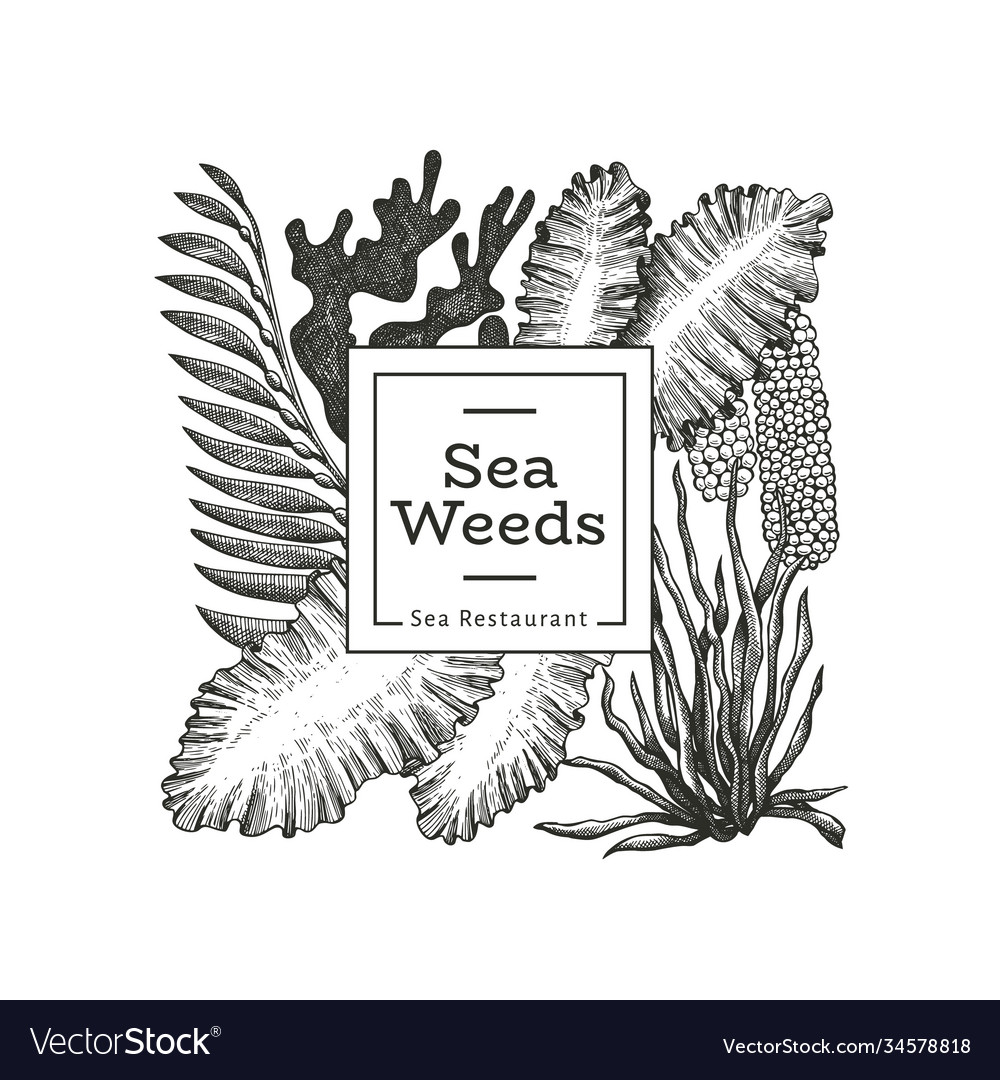 Seaweed design template hand drawn seaweeds Vector Image