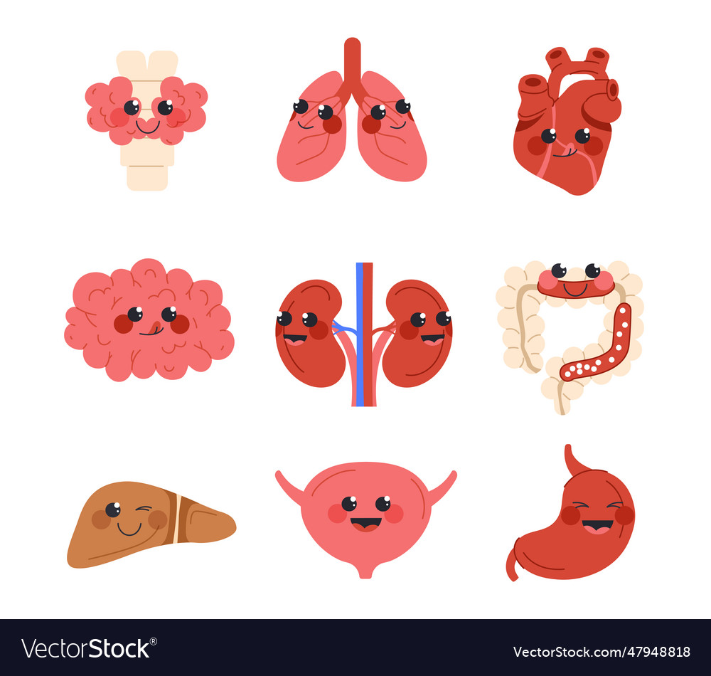 Set of cute human internal organs