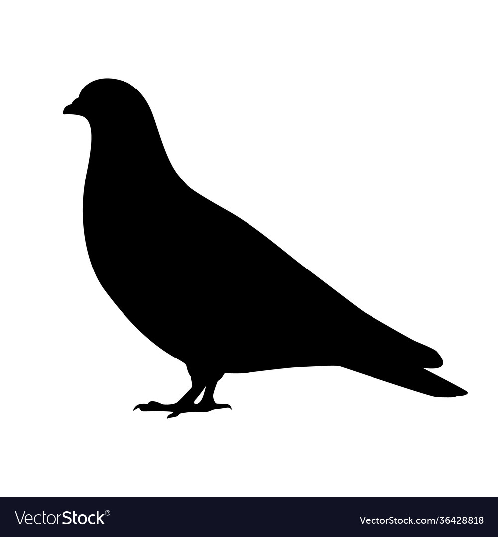 Silhouette a pigeon