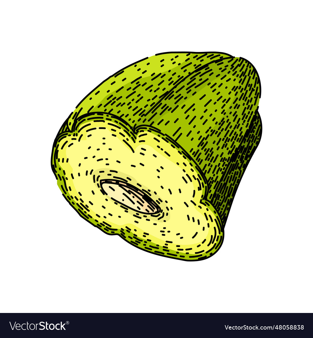 Fresh chayote healthy sketch hand drawn