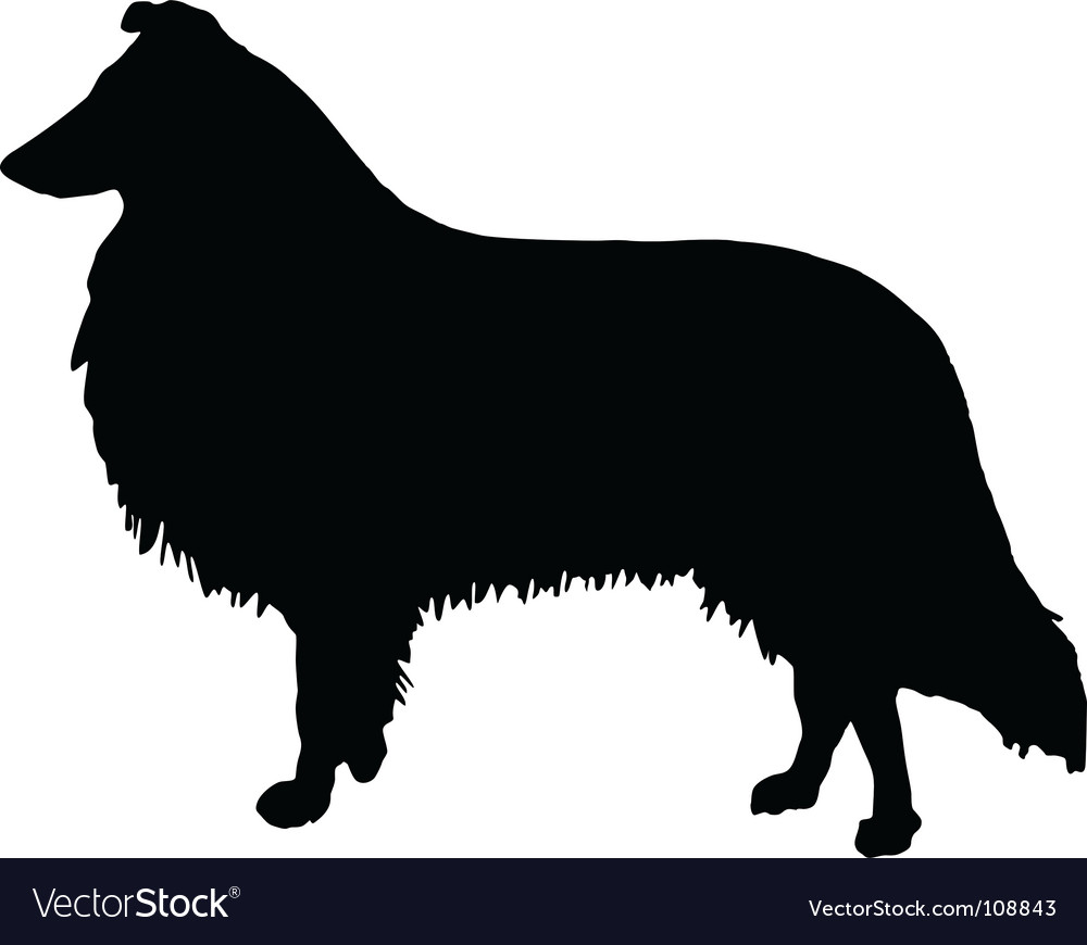 Longhaired Collie Royalty Free Vector Image Vectorstock