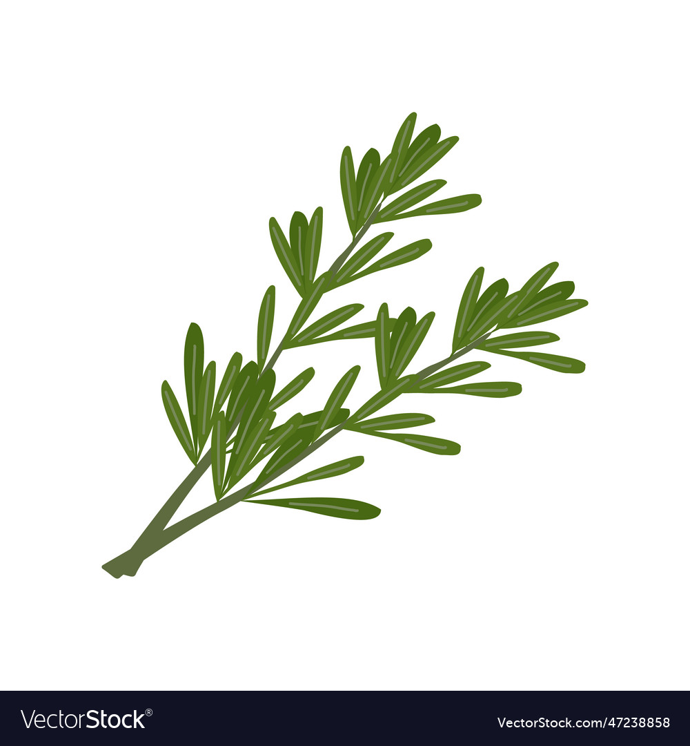 Fresh herbs and spices on white background