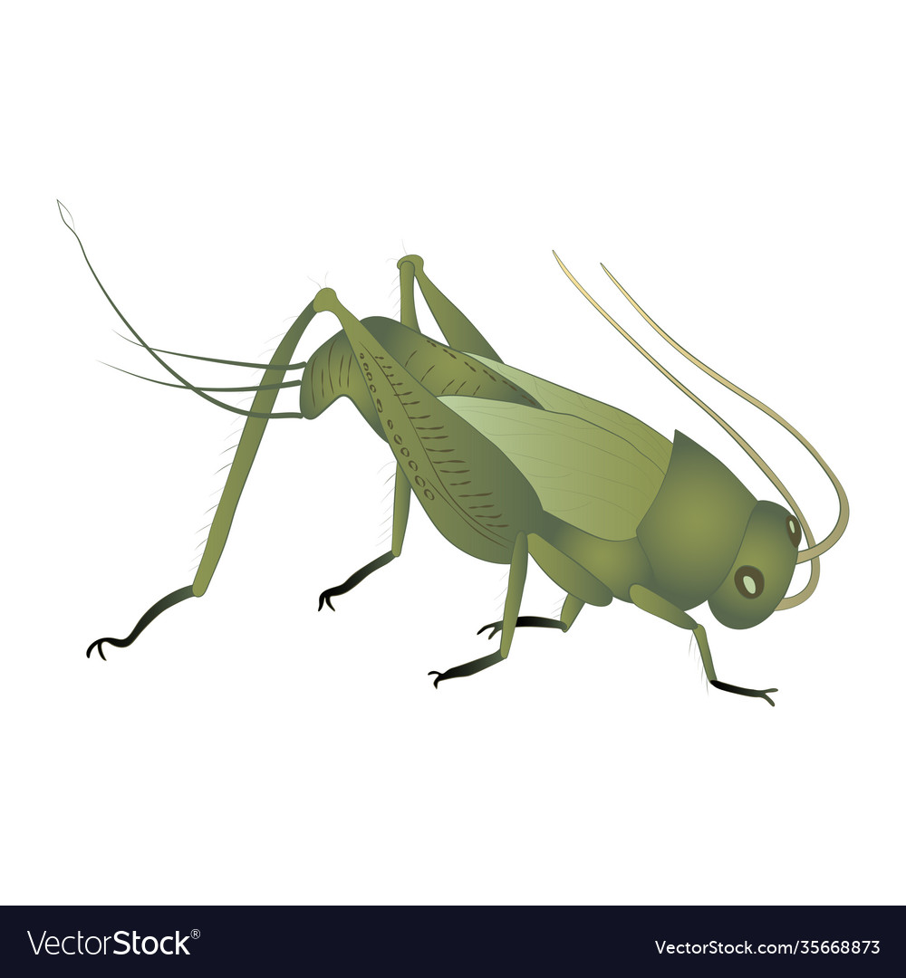 Grig Color Isolated Royalty Free Vector Image - Vectorstock