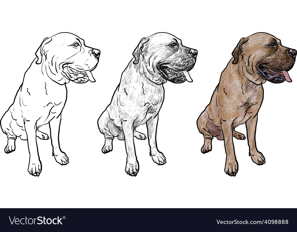 Drawing Mastiff Dog On Sitting Pose Royalty Free Vector An obedient dog sits down a sitting dog is now ready to be colored. vectorstock