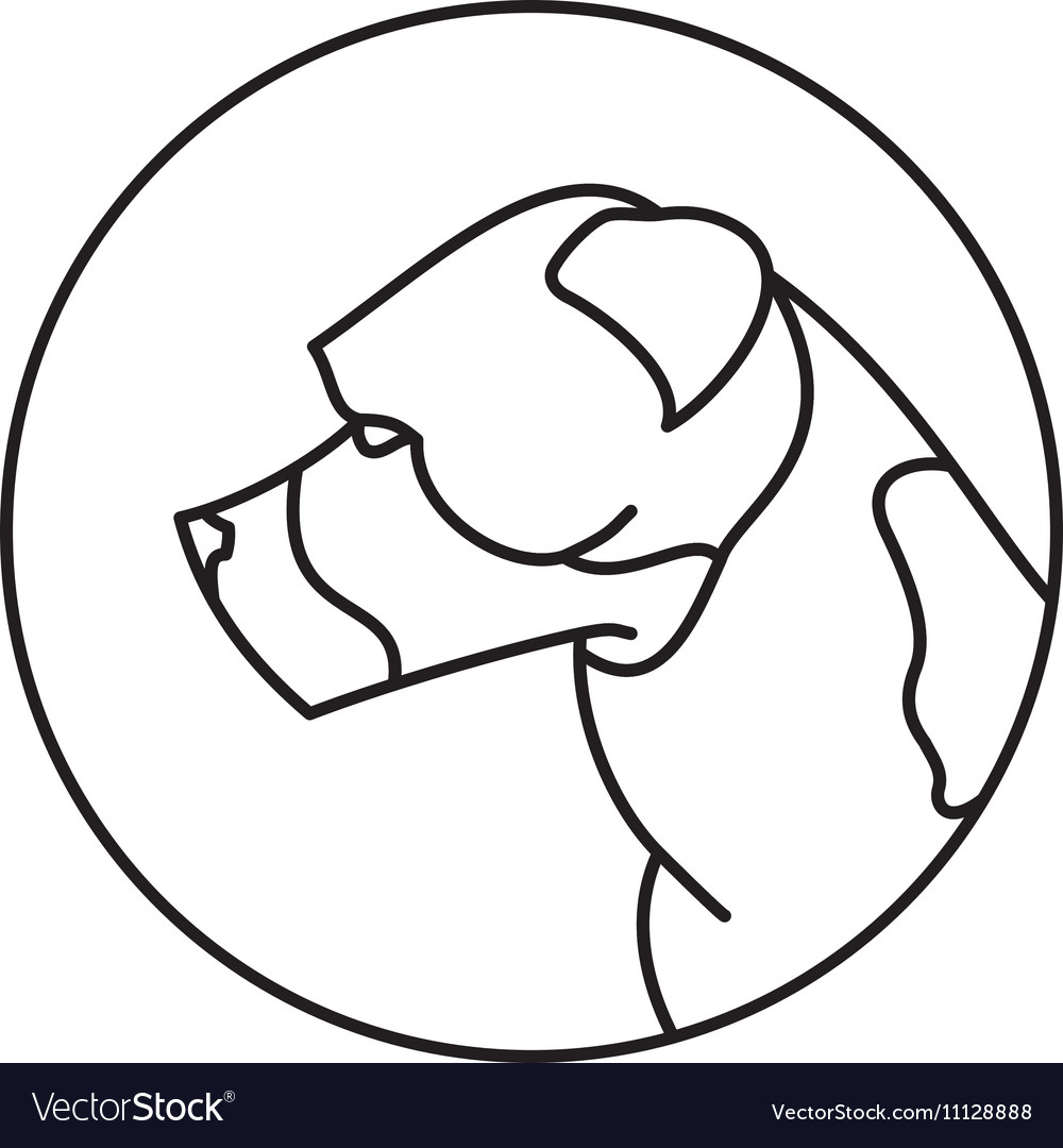 Line head dog american staffordshire terrier