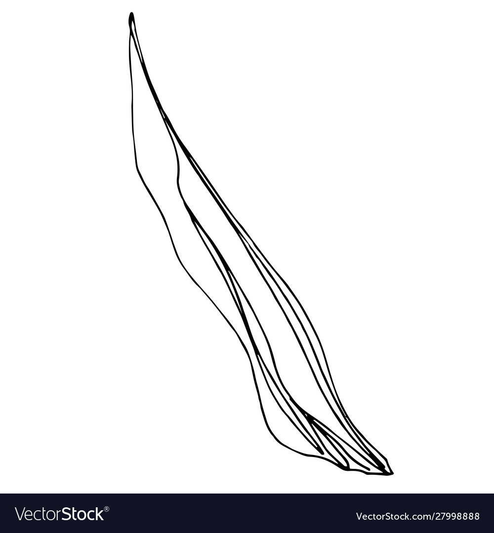 Tulip floral botanical flower black Royalty Free Vector