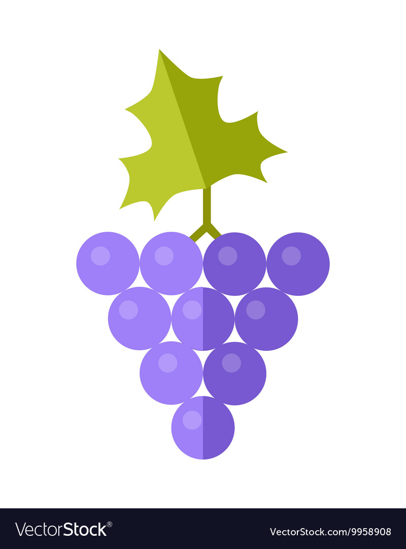 Grape in flat style design