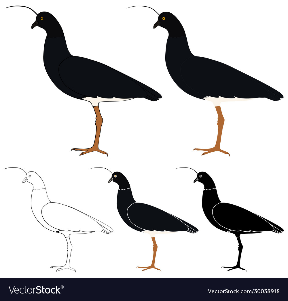 Anhuma Vogel im Profil vector image Anhuma Vogel im Profil