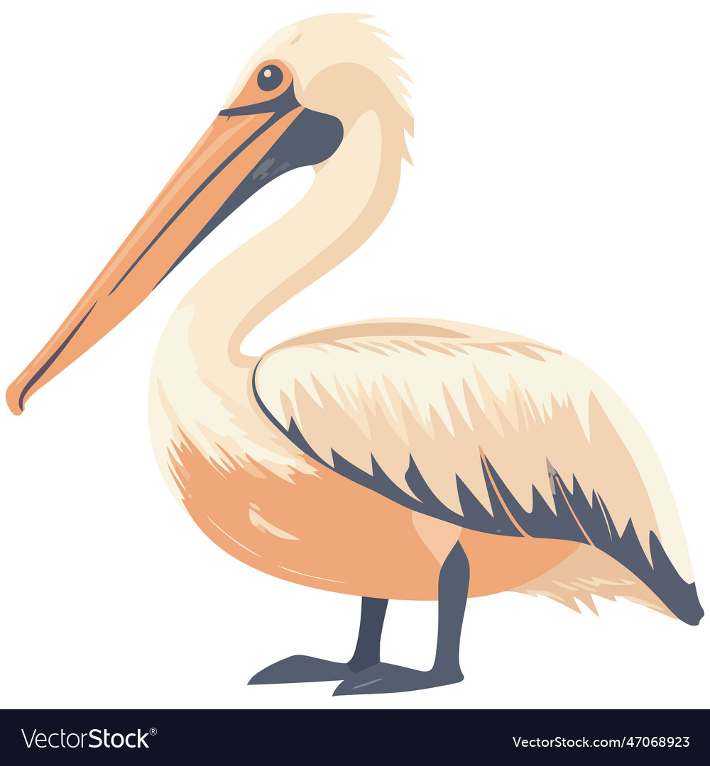 Pelican standing on claw beak open