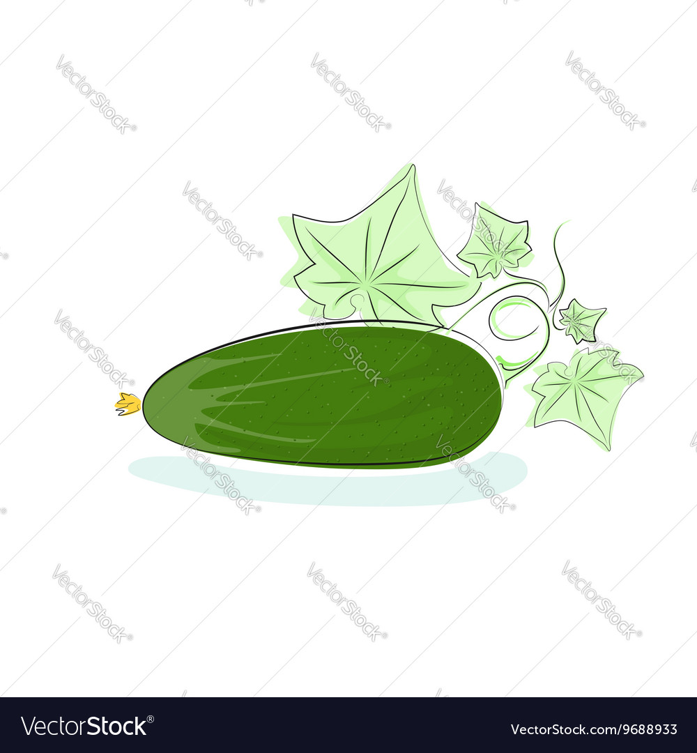 Cucumber isolated on white background