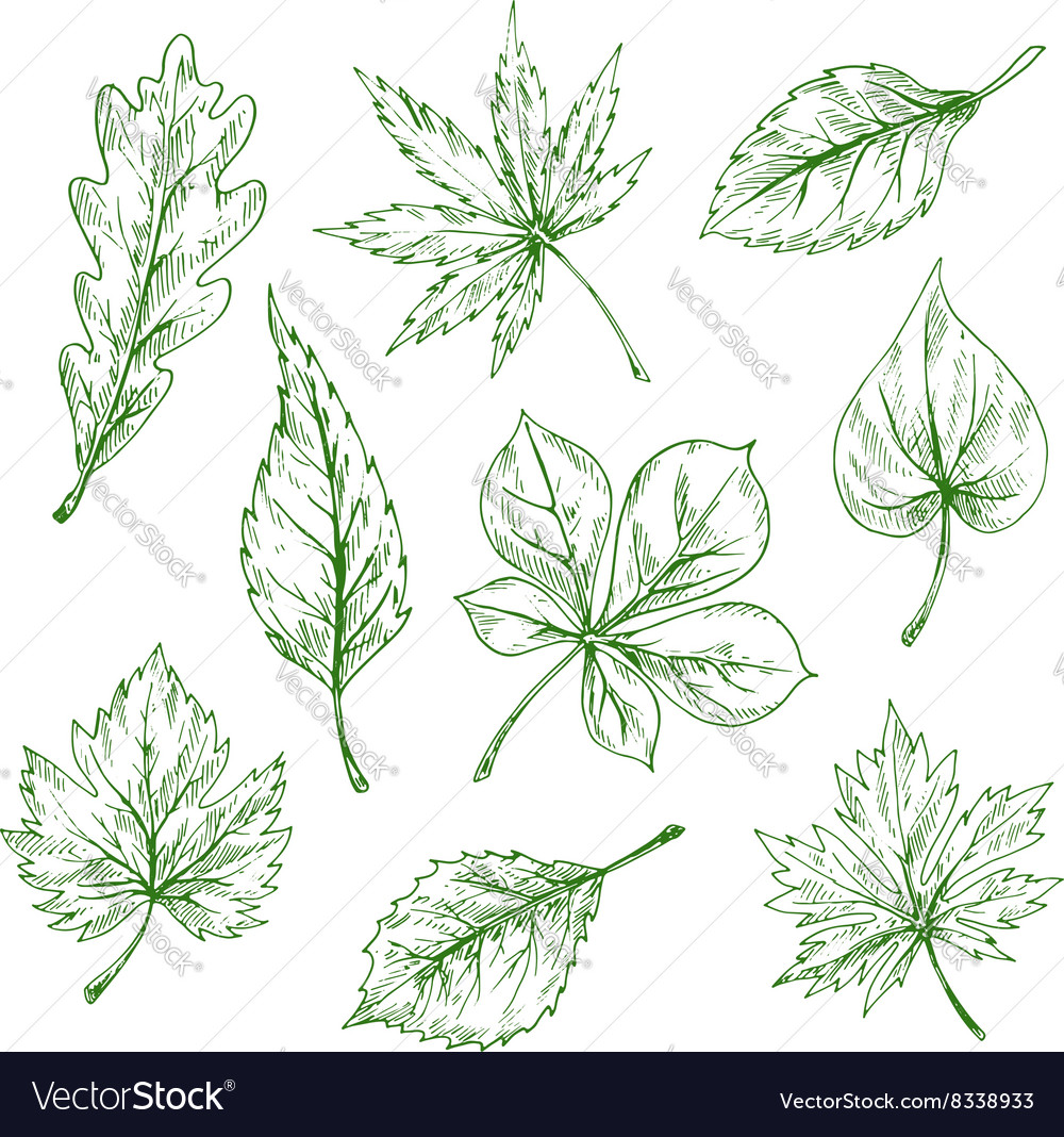 Green sketched leaves of forest and garden trees Vector Image