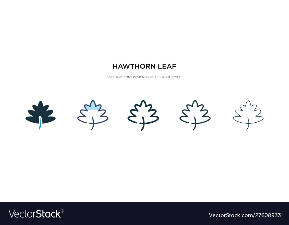 Hawthorn leaf icon in different style two