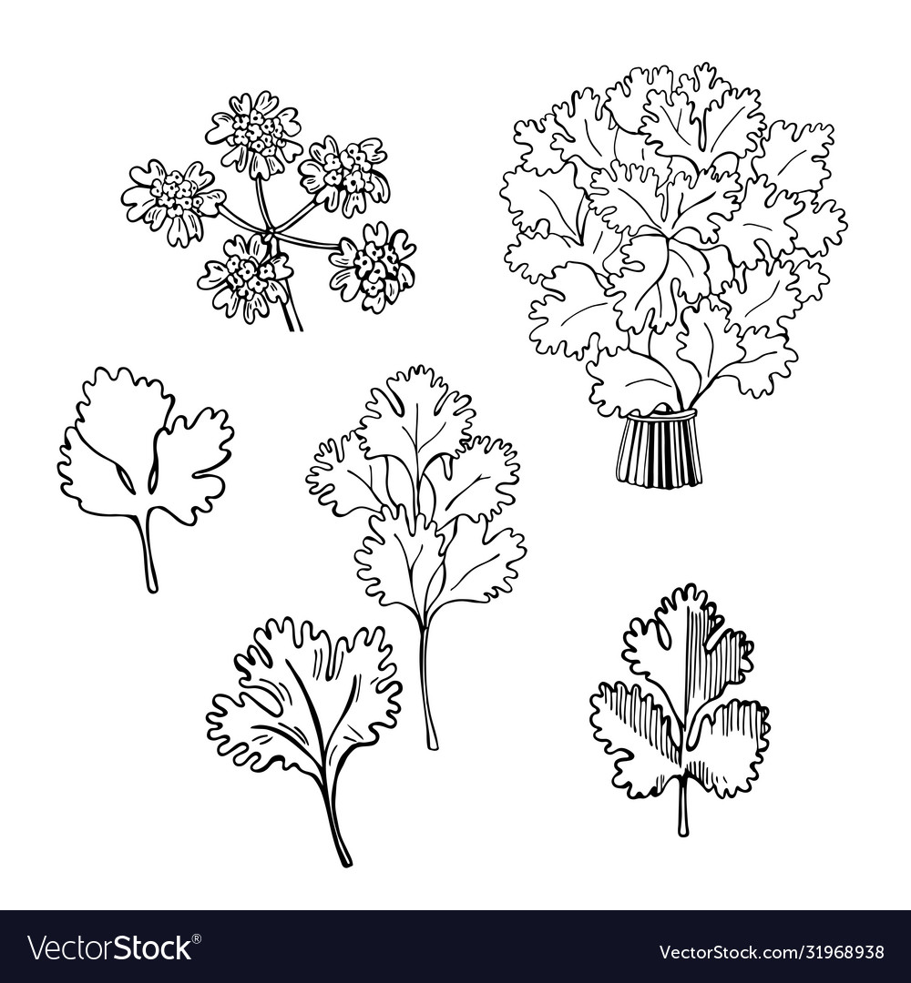 Hand drawn spicy herbs cilantro sketch Royalty Free Vector