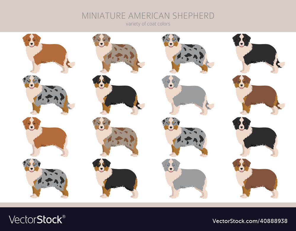 Miniature american shepherd clipart different